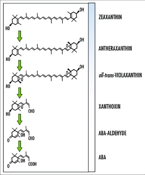 ABA synthesis pathway: from BL-absorbing zeaxanthin, to the hormone ABA. | Download Scientific ...