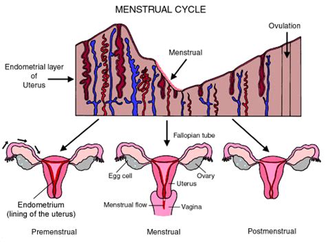 The menstrual cycle: an overview | Children's Wisconsin