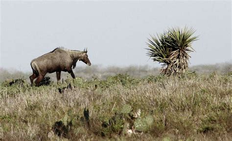 Texas Parks and Wildlife Department expands its options to hunters - San Antonio Express-News