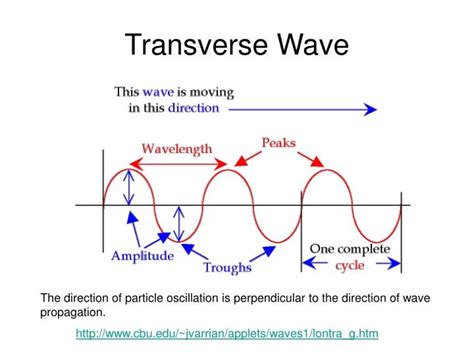 PPT - Transverse Wave PowerPoint Presentation, free download - ID:6075233