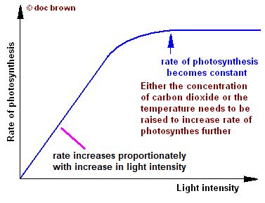 As light intensity increases, what happens to the rate of photosynthesis? | Socratic