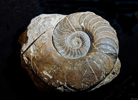 Coiled Nautiloid Fossil Photograph by Millard H. Sharp - Pixels