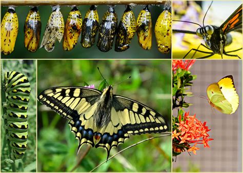 Collage Of Butterflies Free Stock Photo - Public Domain Pictures