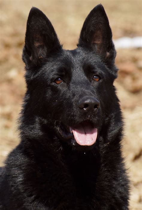 Black Beauty. Black Shepherd, Black German Shepherd Dog, German Shepherds, German Shepherd Facts