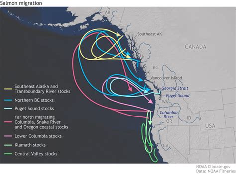 El Niño-Southern Oscillation and the Effects on Salmon