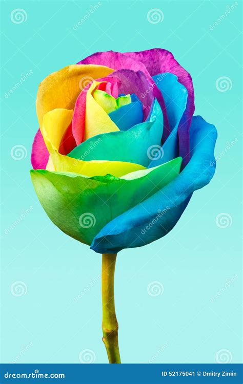 Rainbow rose stock image. Image of petal, celebration - 52175041