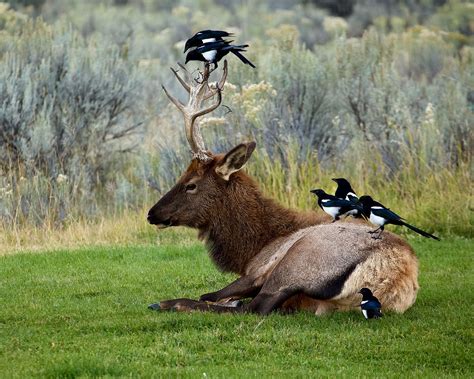 Black-billed Magpie | Audubon Field Guide