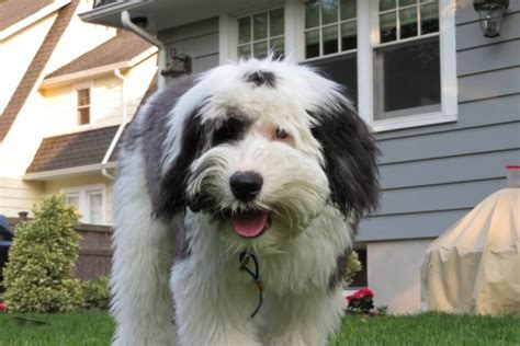 Sheepadoodle Temperament: Pros, Cons, and Family Suitability - Doodle Doods