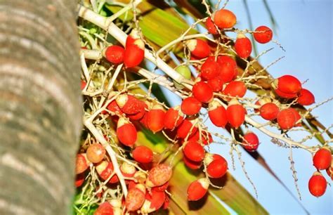 9 Incredible Areca Palm Benefits That Make Your Jaw Drop