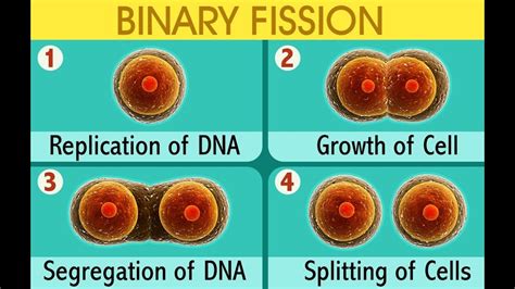 Binary Fission Steps - YouTube