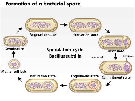 0614 Formation Of A Bacterial Spore By Bacillus Subtilis Medical Images ...