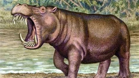 The Evolution of the Hippopotamus