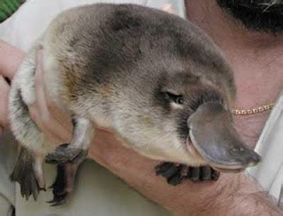 Platypus!: Pet Platypus Not For Sale