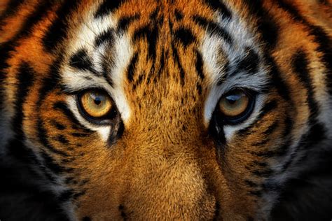 Fierce Tiger Eyes