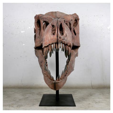 Tyrannosaurus Skull Front