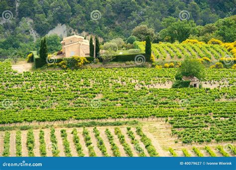 Vineyards in France stock image. Image of property, french - 40079627