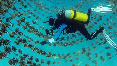 Restoring coral reefs, with some help from local fish | Science | AAAS