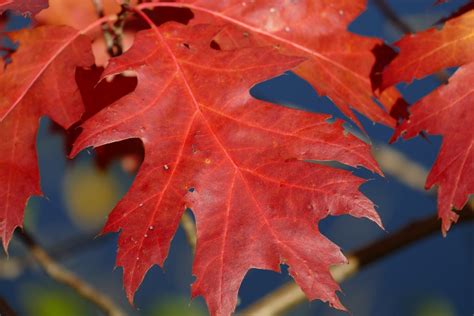 Images Gratuites : arbre, fleur, rouge, l'automne, sol, saison, érable, feuille d'érable ...