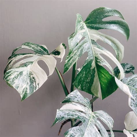 10 most expensive indoor plants you can add to your home