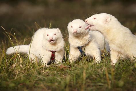 Albino Ferret Group Relaxing on Summer Meadow Grass Stock Image - Image of grass, green: 124503935