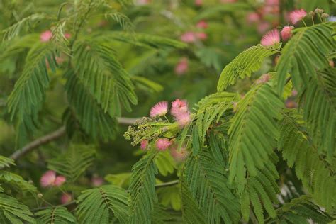 Mimosa Tree: beautiful in bloom, disruptive invasive - Triangle Land ...