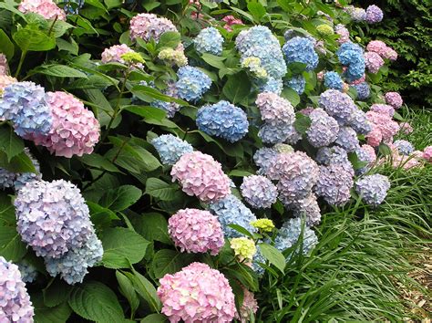 Changing the Color of Your Hydrangeas