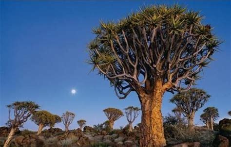 Namib Desert Plants | Namib Desert | Tree, Namib desert, Desert plants