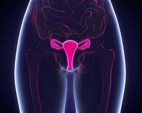 Female Reproductive System Stock Photos, Pictures & Royalty-Free Images - iStock