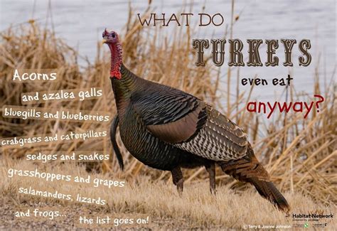 Wild Turkeys eat an incredible variety of plants and small animals as they hunt and forage like ...