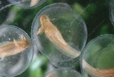 Spotted Salamander Eggs - Stock Image - Z700/1017 - Science Photo Library