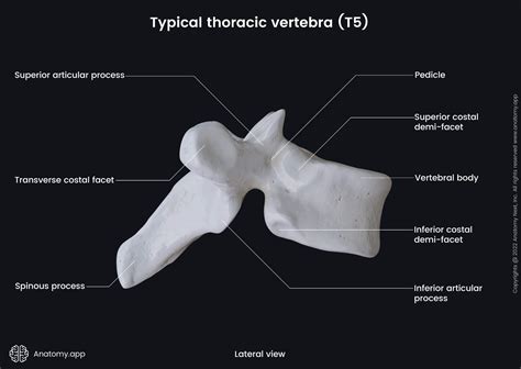 Thoracic Vertebrae An Overview ScienceDirect Topics, 50% OFF