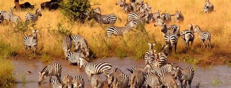 6 days best of Tanzania safari | Tanzania Wildlife Safaris | Tanzania Tours