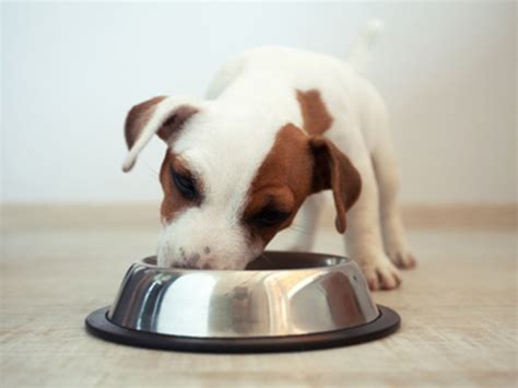 How much protein do dogs need every day?