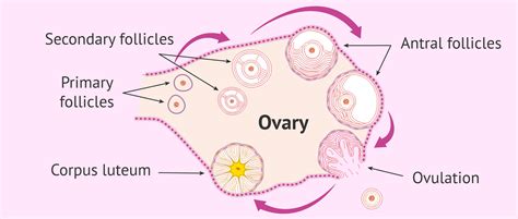 Natural follicular development