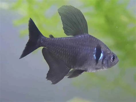 Black Phantom Tetra: A Complete Guide to Care and Breeding