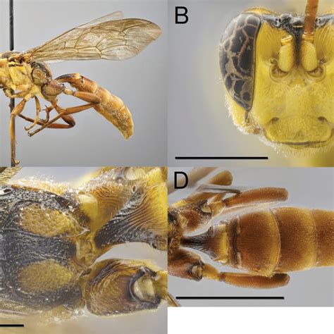 Capitojoppa amazonica sp. nov., holotype female A habitus B mesosoma,... | Download Scientific ...