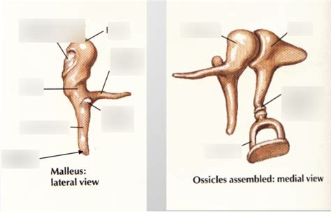 Anatomy Final: Ossicle Parts Diagram | Quizlet