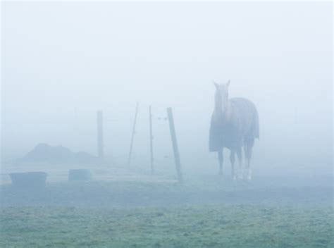 "Horse In Fog" Images – Browse 1 Stock Photos, Vectors, and Video ...