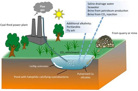 Minerals | Free Full-Text | Cyanobacteria as Biocatalysts for Carbonate Mineralization