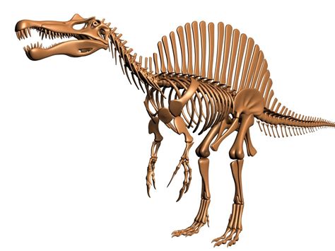 dinosaur skeleton spinosaurus dino 3d model