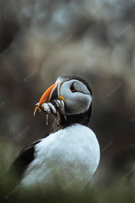 Premium Photo | Closeup of a puffin with fish in its beak