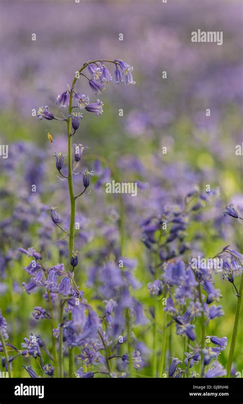 Bluebell in woods Stock Photo - Alamy