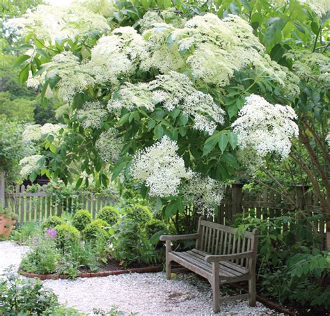 American Elderberry | Heritage Museums & Gardens