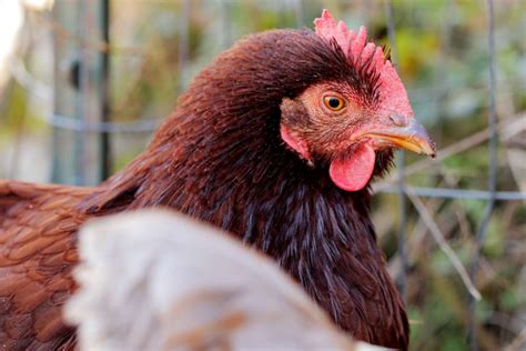 Rhode Island Reds: The Prolific Egg-Laying Heritage Breed – Nature Blog ...