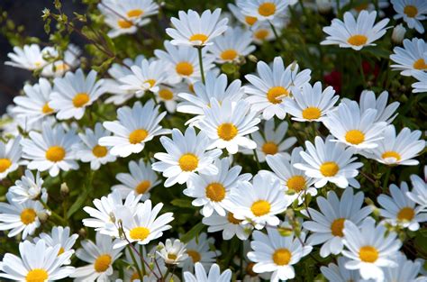 Daisy Wallpapers - Wallpaper Cave