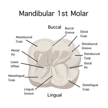 Molar Tooth Anatomy