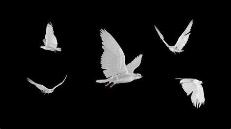 White Dove Flying Animation