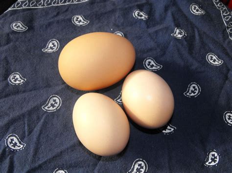 Buff Orpington Egg Color | BackYard Chickens - Learn How to Raise Chickens