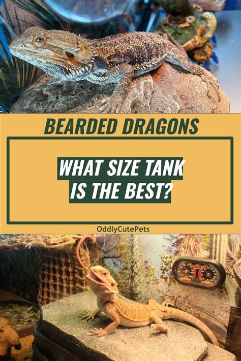 Best Tank Size for Bearded Dragons | Bearded dragon, Bearded dragon tank, Bearded dragon care