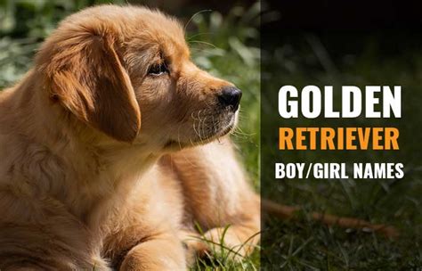 Best Golden Retriever Names(Male & Female), Cute, Uncommon & Unique ...